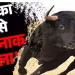 सांड का आतंक.. तीन ग्रामीणों पर किया हमला,, एक रेफर, दूसरे का इलाज जारी, तीसरे ग्रामीण ने  दीवार कूदकर  बचाई जान