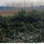 चोरी छिपे बाग कटने से राज्य की आय का भारी नुकसान..  बिना अनुमति के पेड़ काटने वाले बख्शे नहीं जाएंगे,, बाग स्वामी के नाम पर होगी,एफआईआर.. सीएचओ