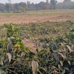 भगवानपुर खेलपुर रोड चोरी से काटे गए आम के बाग को लेकर वन विभाग जाएगा न्यायालय..रेंजर